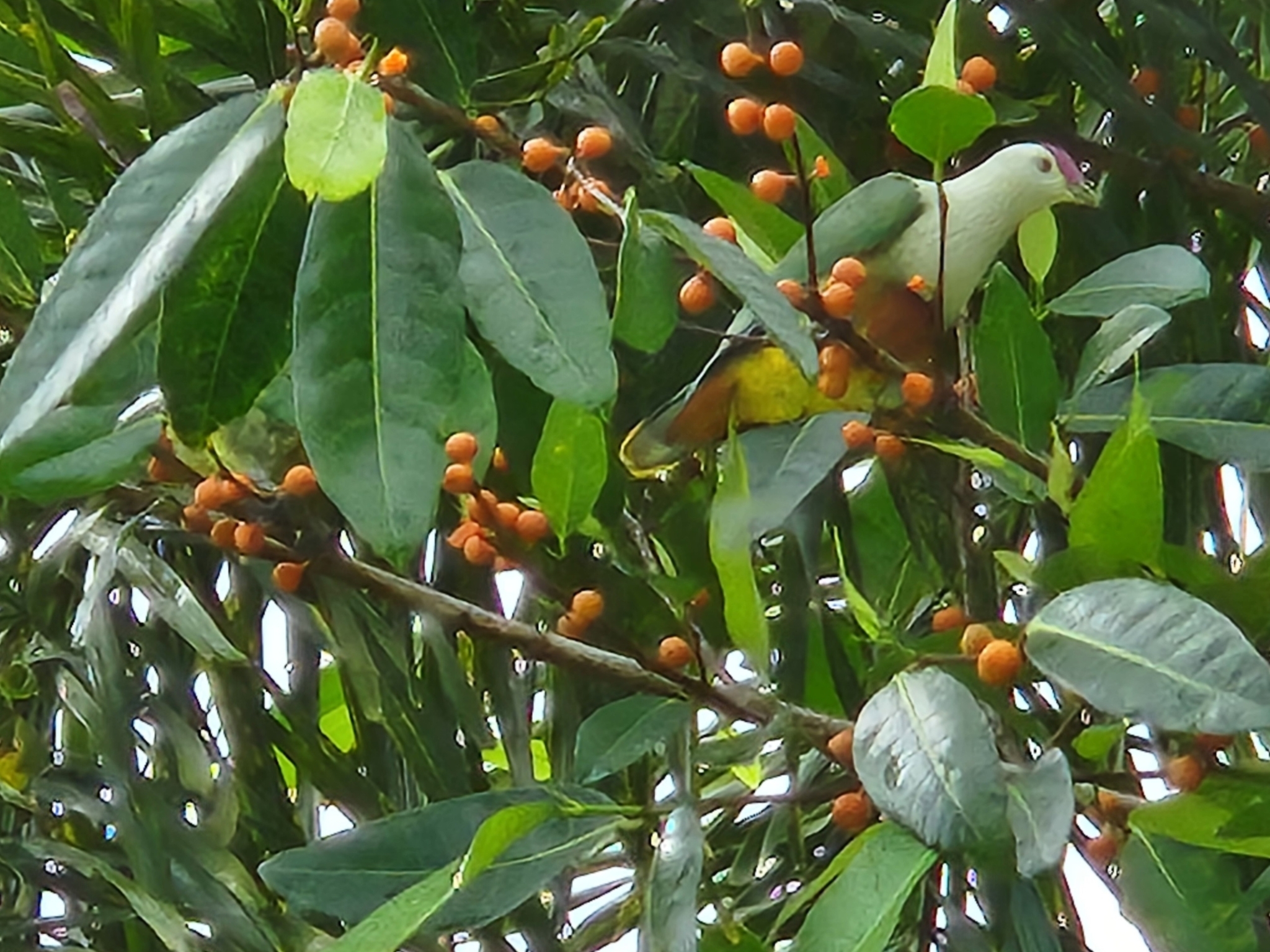 Crimson-crowned Fruit Dove (Ptilinopus porphyraceus), photo 2