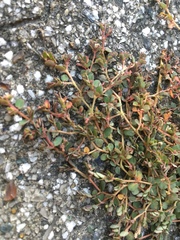 Euphorbia makinoi