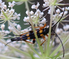 Strangalia attenuata