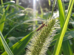 Pachygrontha antennata