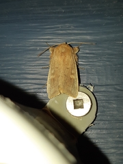 Leucania pseudargyria