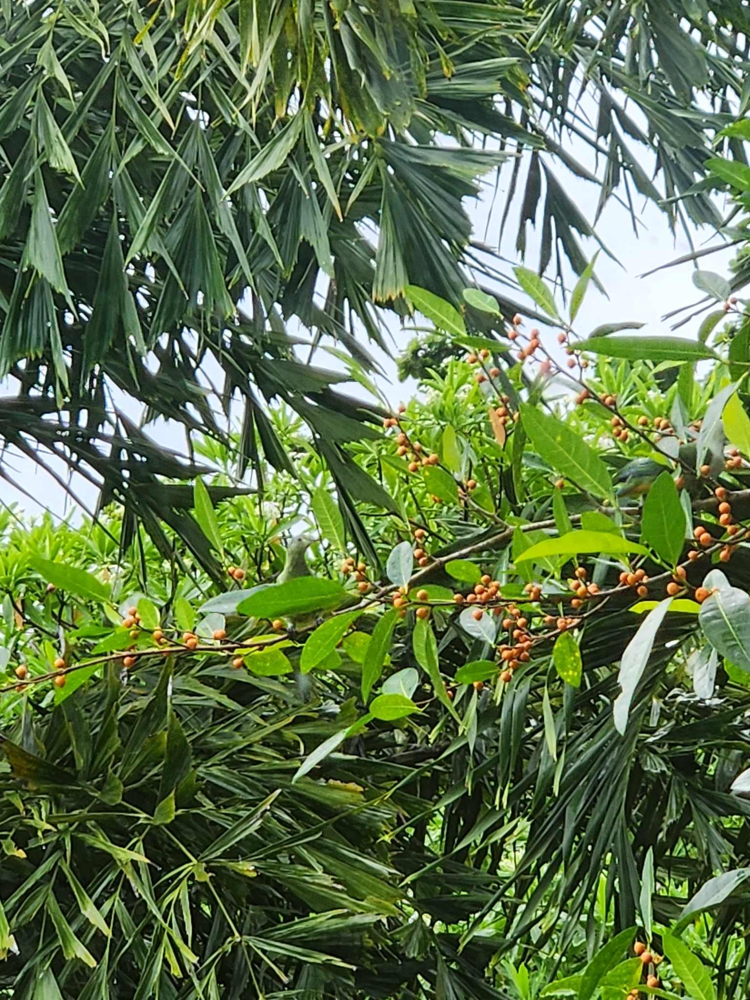 Crimson-crowned Fruit Dove (Ptilinopus porphyraceus), photo 9