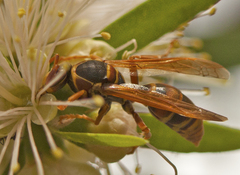 Polistes humilis synoecus