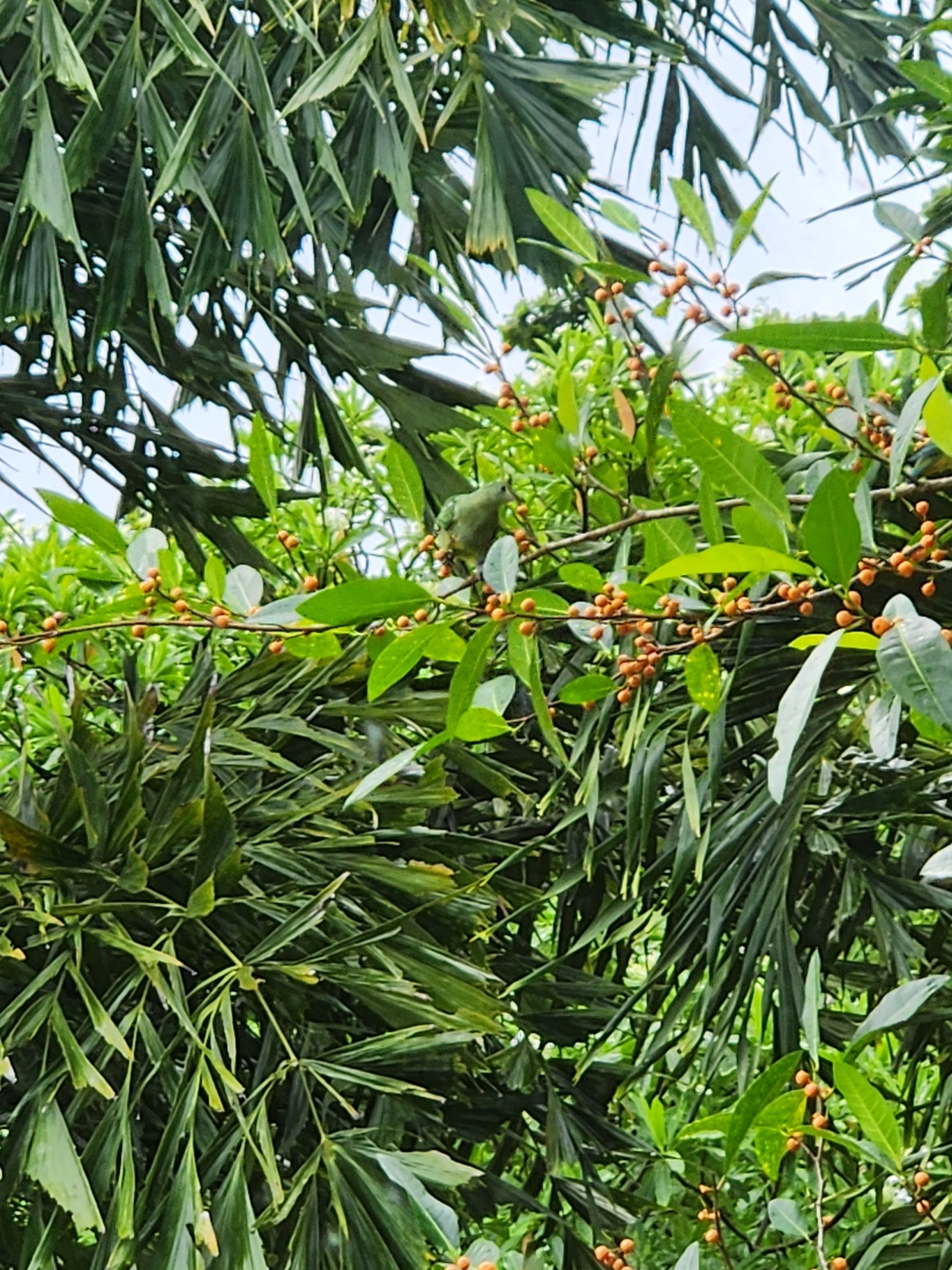 Crimson-crowned Fruit Dove (Ptilinopus porphyraceus), photo 10