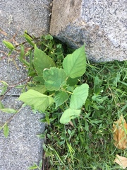 Broussonetia papyrifera