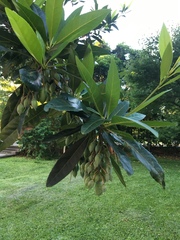 Elaeocarpus hainanensis