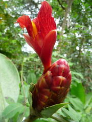 Costus laevis