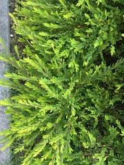 Phyllanthus myrtifolius