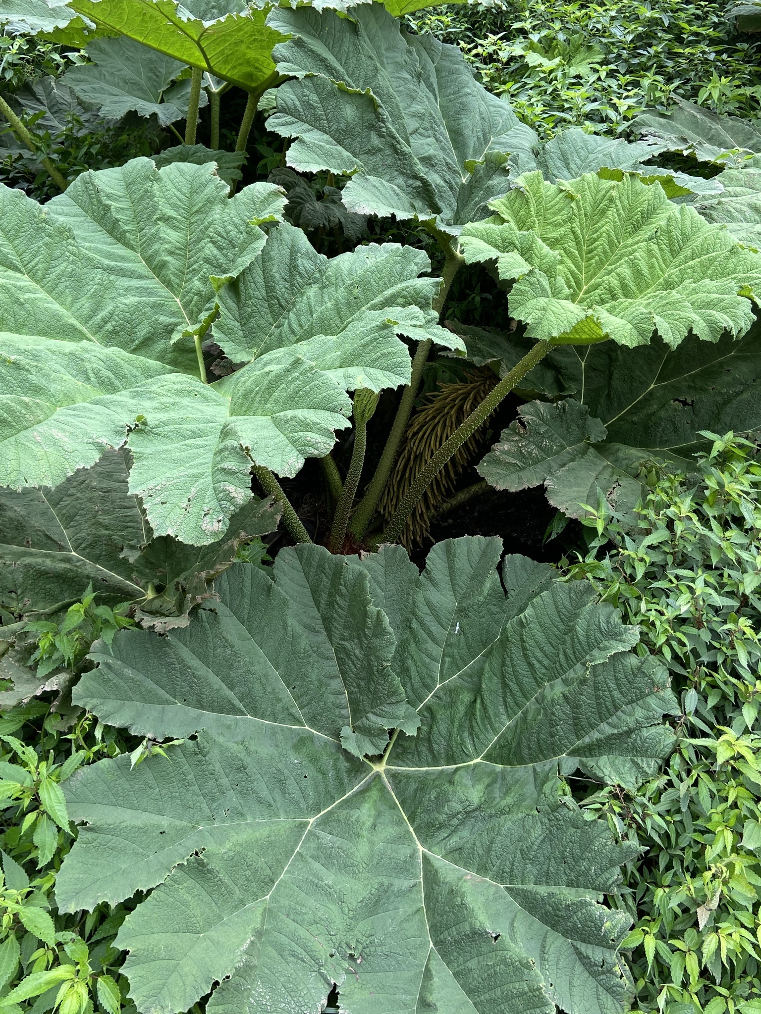 Gunnera manicata