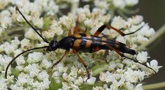 Strangalia attenuata