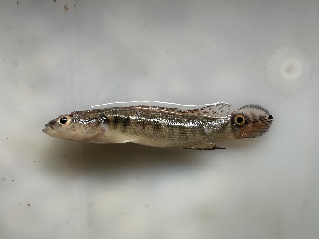 Reticulate pike cichlid (Crenicichla reticulata) — Cichlidae