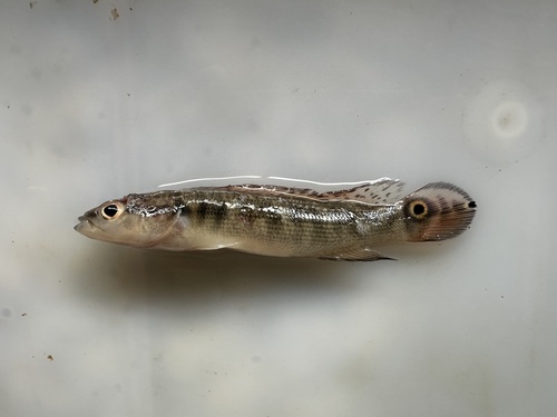 Reticulate pike cichlid (Crenicichla reticulata) — Cichlidae