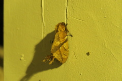 Dudusa synopla