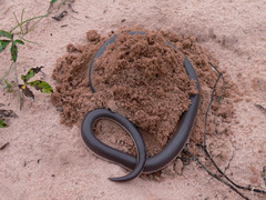 Atractaspis bibronii