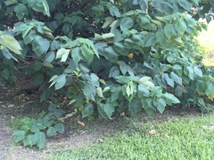 Broussonetia papyrifera