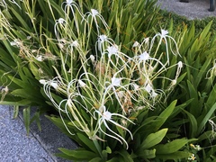 Hymenocallis speciosa