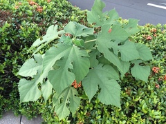 Broussonetia papyrifera