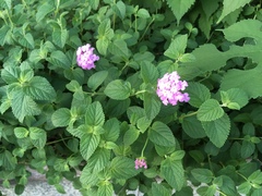 Lantana montevidensis