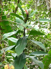 Costus laevis