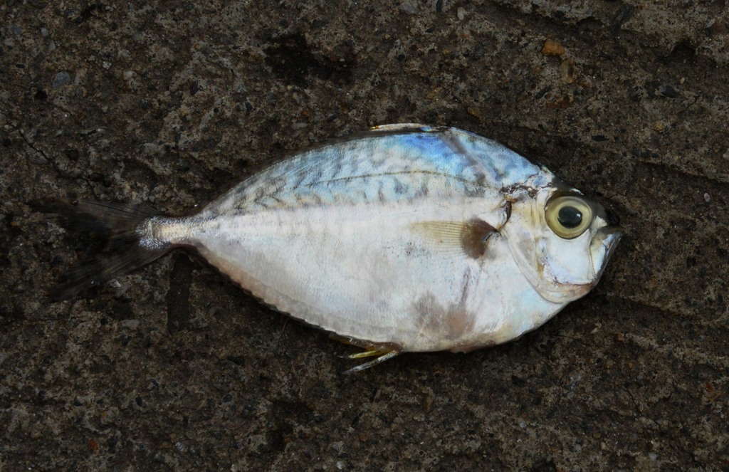 Orangefin ponyfish (Photopectoralis bindus)