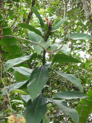 Costus laevis