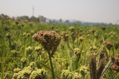 Eleusine coracana