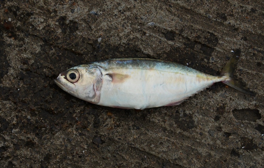 Short-bodied Mackerel (Rastrelliger brachysoma)