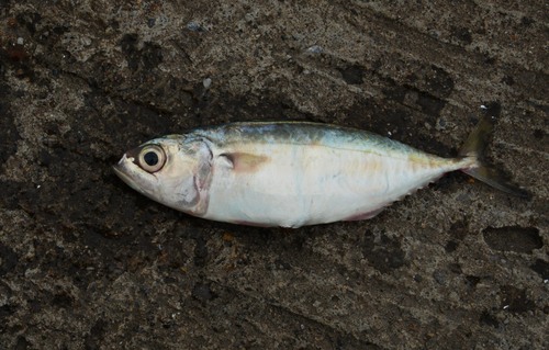 Chub mackerel (Rastrelliger brachysoma) — Scombridae — 5