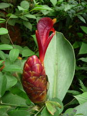 Costus laevis