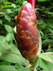Costus laevis