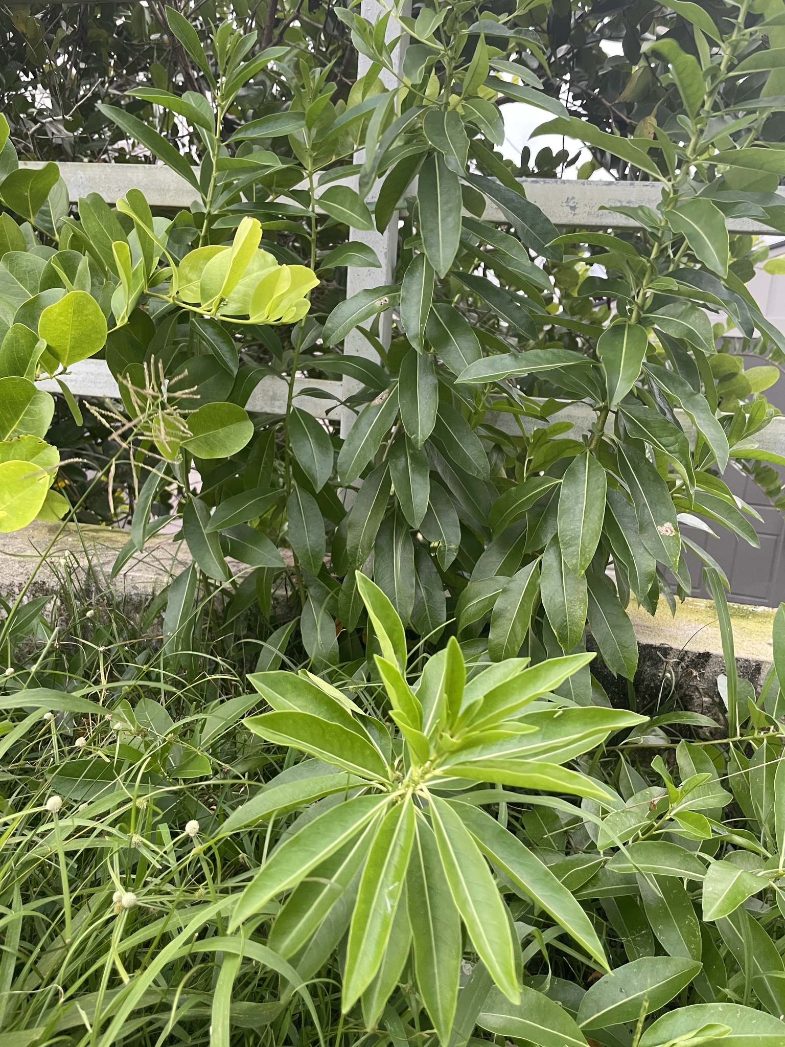 Imagem de Jasmim-verde