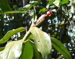 Costus laevis