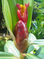 Costus laevis