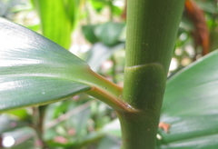 Costus laevis