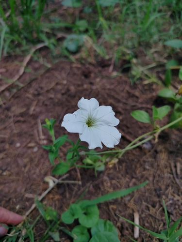 Foto de Petúnia