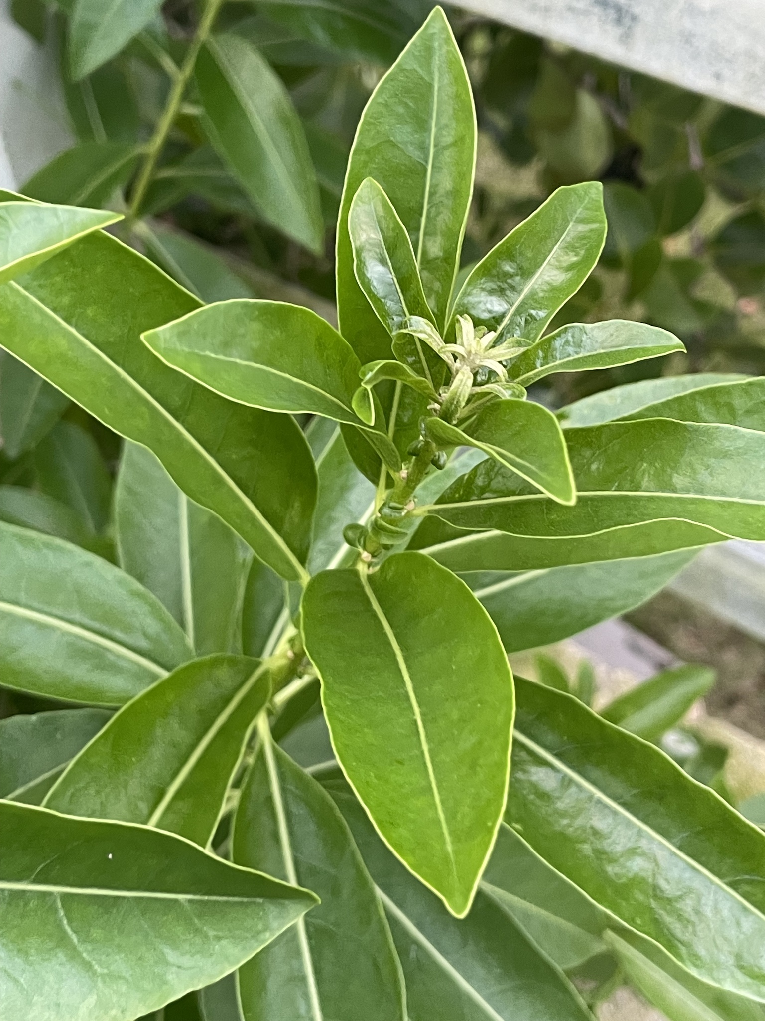 Imagem de Jasmim-verde