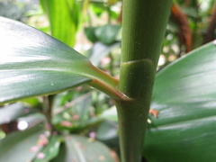 Costus laevis