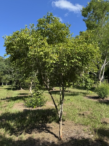 Campomanesia espiritosantensis