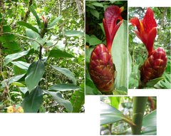 Costus laevis