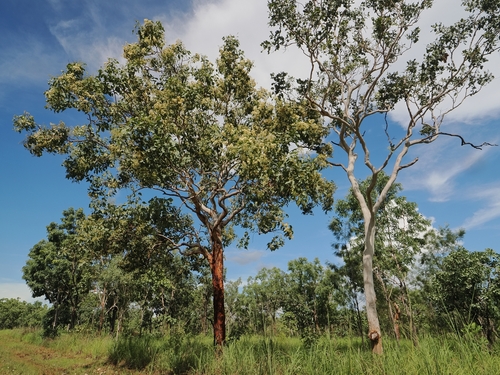 Corymbia latifolia observed 2025-01-28