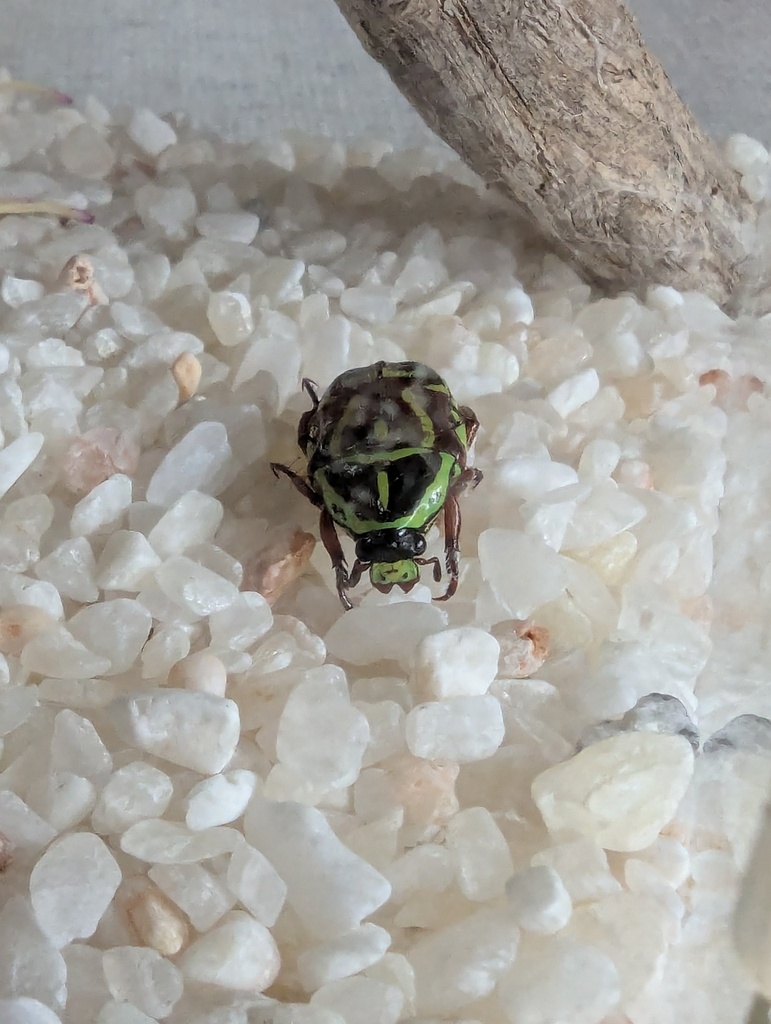 Fiddler Beetle from Central Coast NSW, Australia on January 30, 2025 at ...