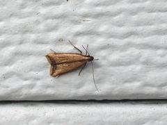 Dichomeris heriguronis