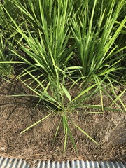 Oryza sativa