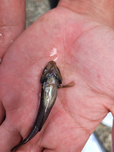 Cran's bully (Gobiomorphus basalis) — Eleotridae — 2