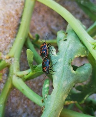 Eurydema herbacea
