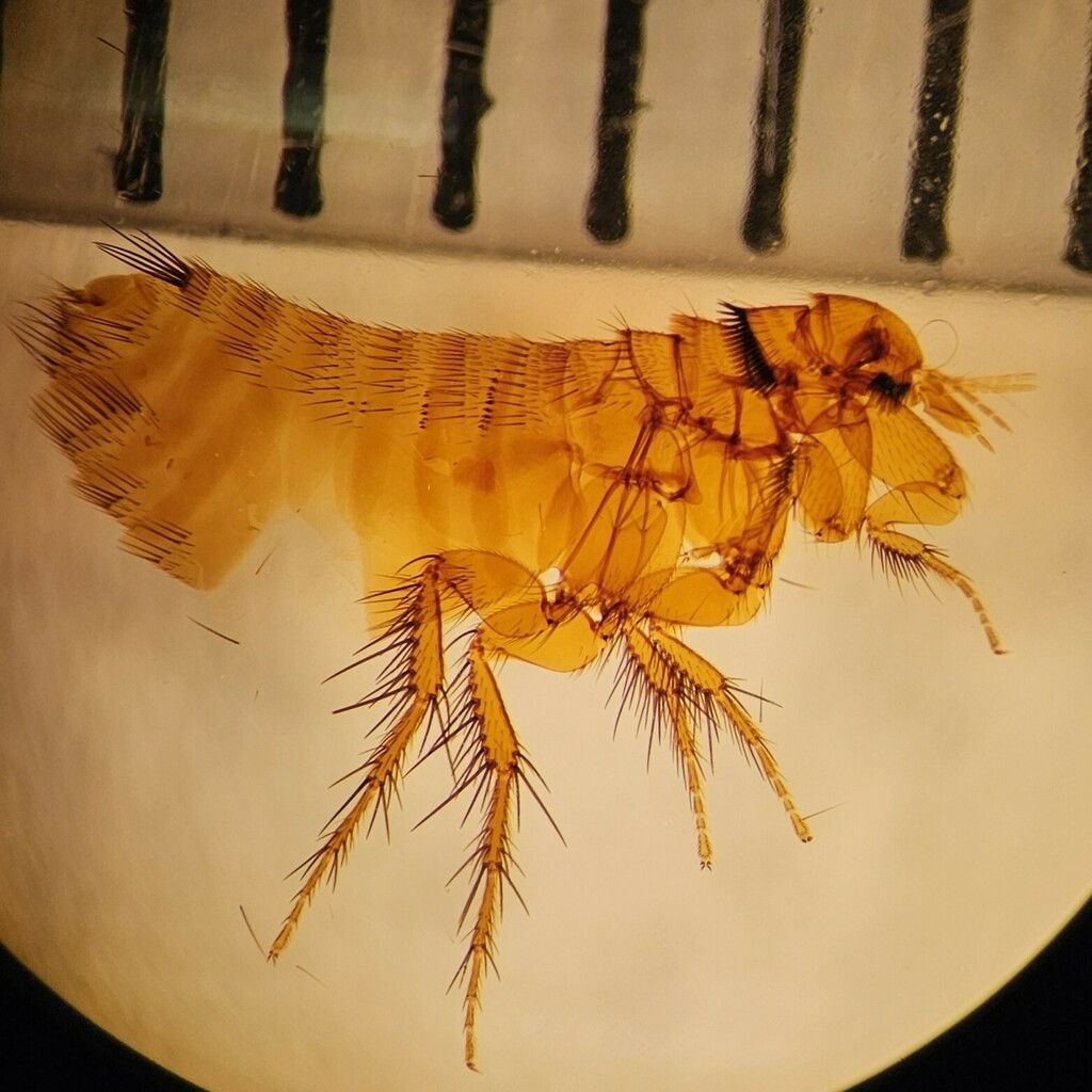 Hystrichopsylla occidentalis