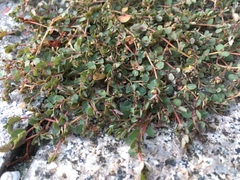 Euphorbia makinoi