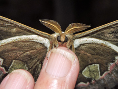 Rothschildia cinctus