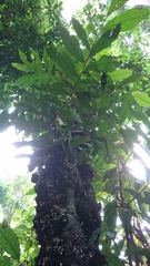 Diospyros cauliflora