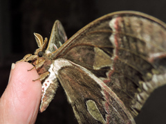 Rothschildia cinctus